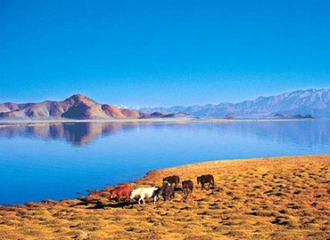 Travelers back from Manasarovar could never forget the beauty of the lake. In the sunshine, the lake water is crystal clean and glimmering blue.