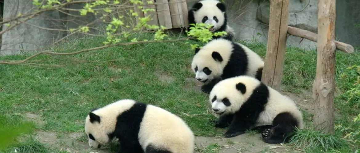 Lovely giant pandas