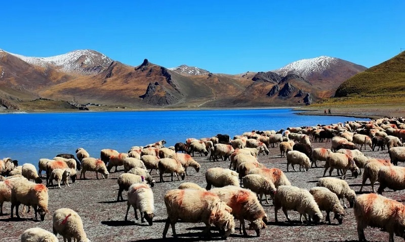 You will see amazing plateau scenery along Qinghai-Tibet railway.