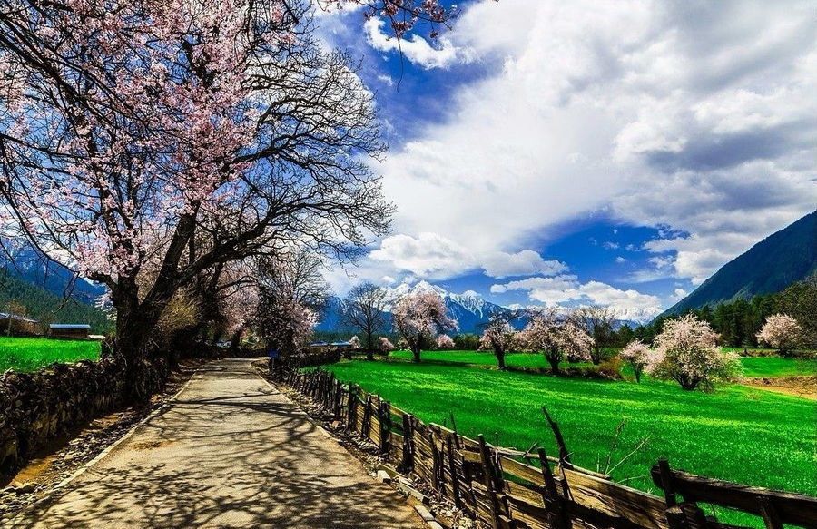 Catch the most beautiful moment of Nyingchi in Spring.