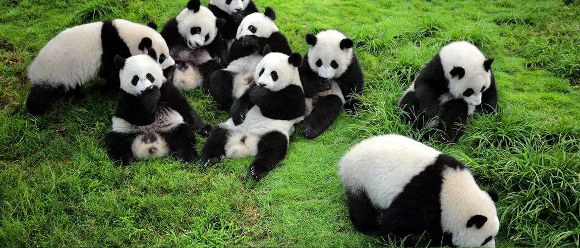 See lovely pandas in Chengdu Panda Breeding Center
