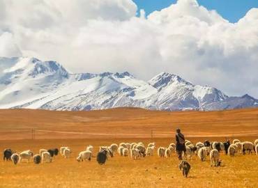 Tibetan herder and his sheep.