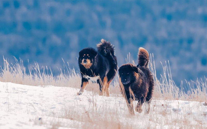 Tibetan mastiff is powerful, ferocious and dangerous