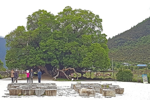 ancient mulberry tree
