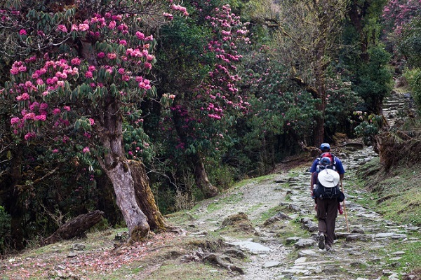 Hiking in the sea of ​​azalea flowers.