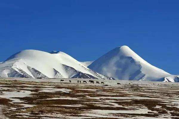 Kunlun June Snow Wonder