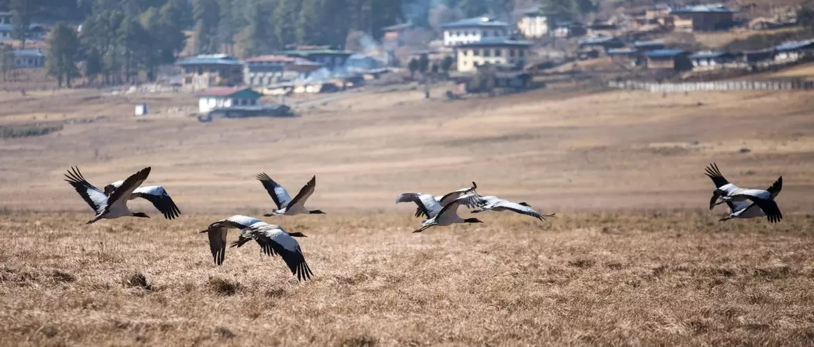 Black-neck cranes in Phobjikha Valley.