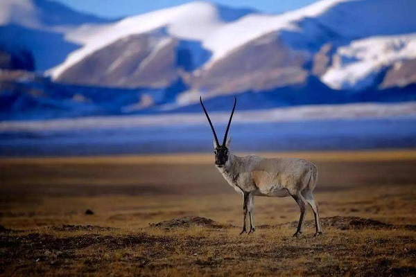 Tibetan Antelope in North Tibetan Plateau 