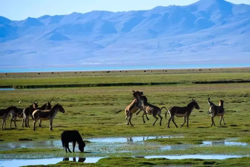 Qiangtang no man's land