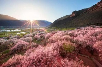 Peach blossom in Bomi