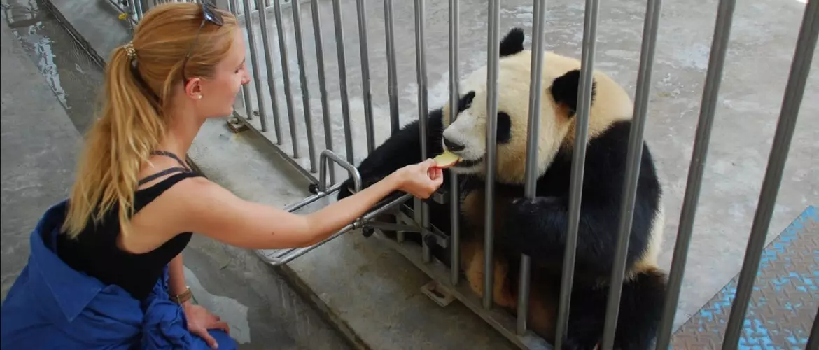 feeding lovely panda