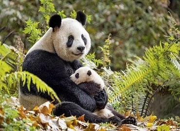 Chengdu Research Base of Giant Panda