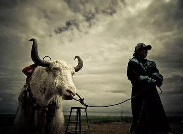 Tibetan yak