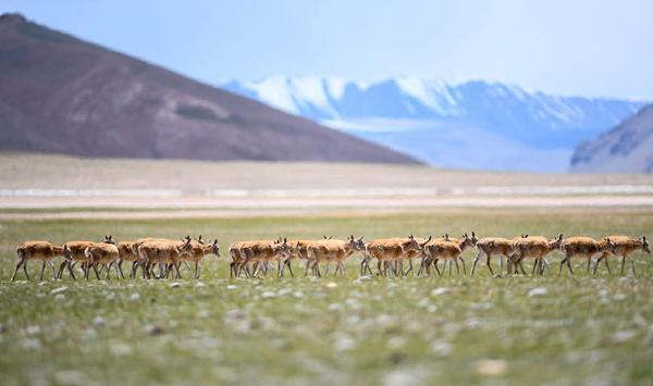 Tibetan antelopes start migration from Qiang Tang Nature Reserve.