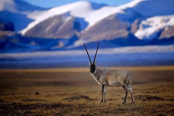 Tibetan antelope 