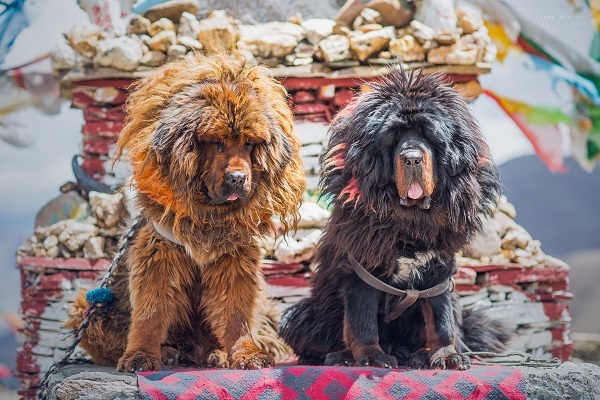 Tibetan hot sale mastiff tiger