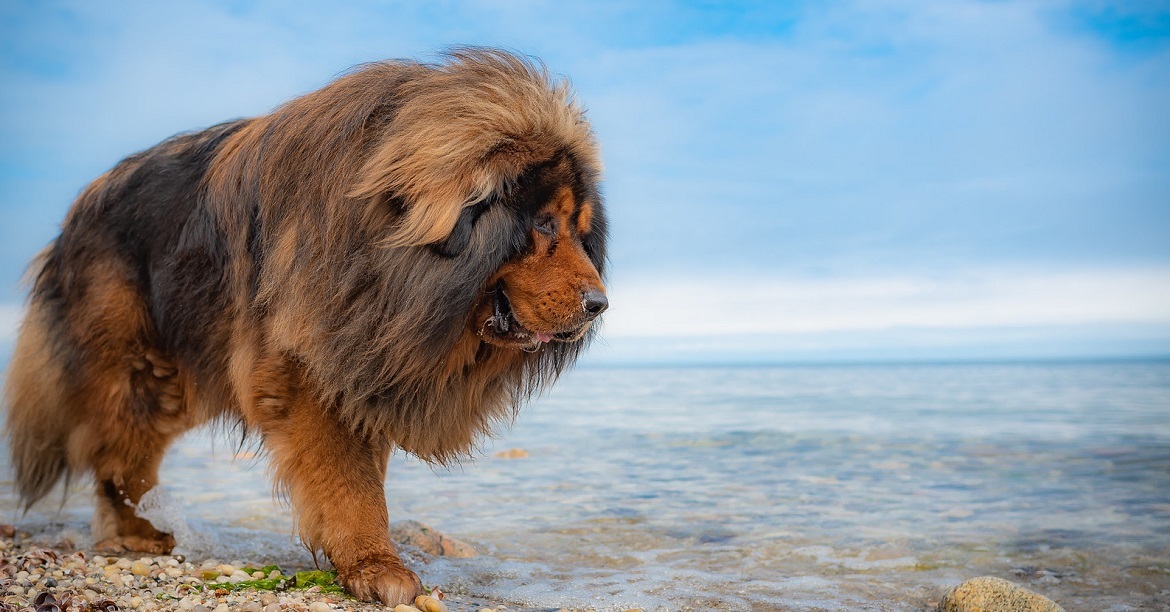 Tibetan mastiff and sales lion