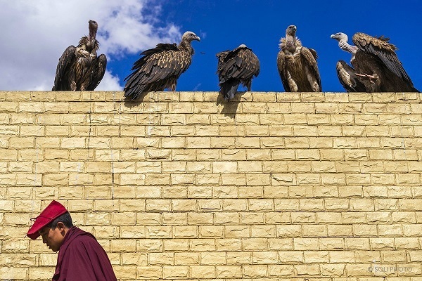 vultures and a monk