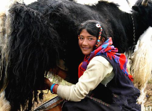 a Tibetan woman squeezing yak milk