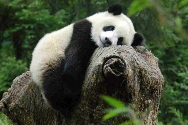 Adorable Giant Panda