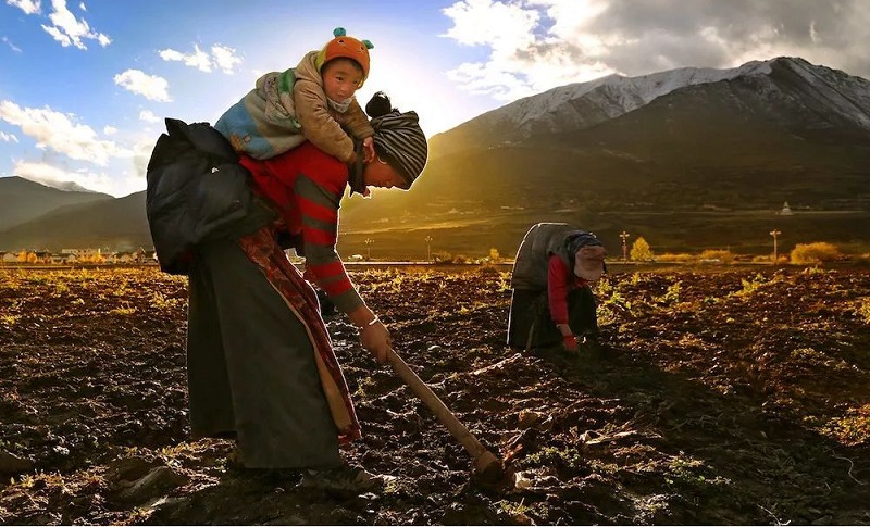 Tibetan mothers working in the fields
