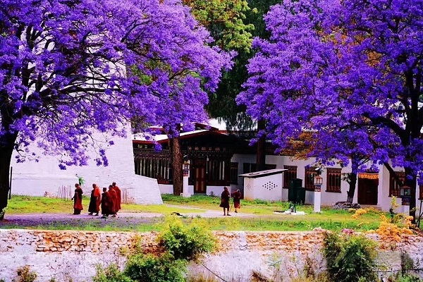 Best time to visit Bhutan is in Spring when Jacaranda is in full bloom.
