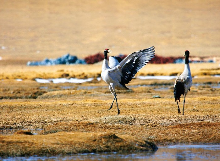 Black-necked Crane