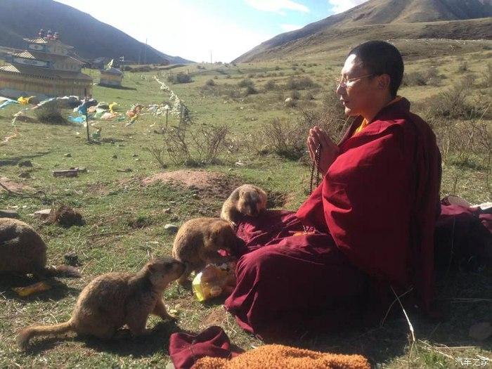 Marmots and a Lama