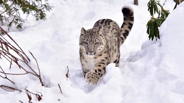 Snow Leopard