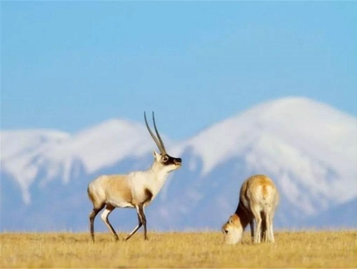 Tibetan Antelope
