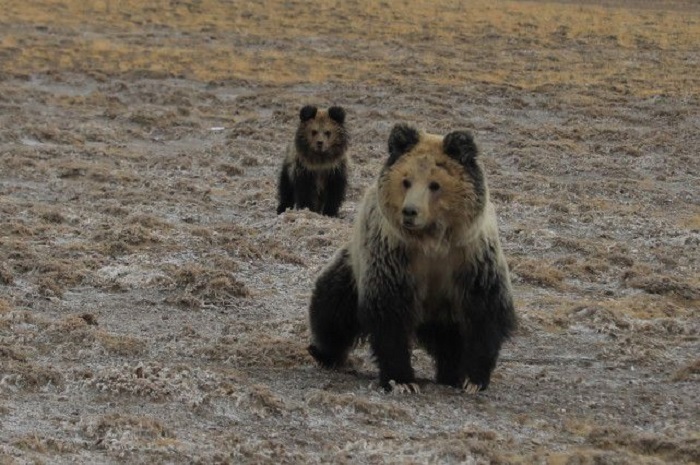 Tibetan Bear