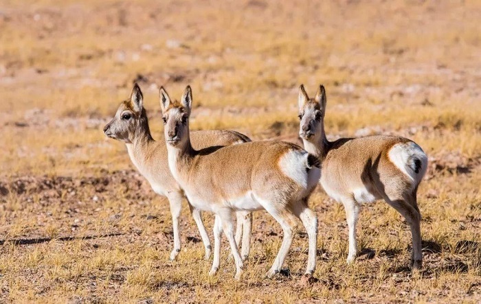 Tibetan Gazelle