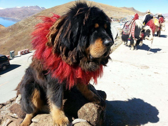 Tibetan Mastiff