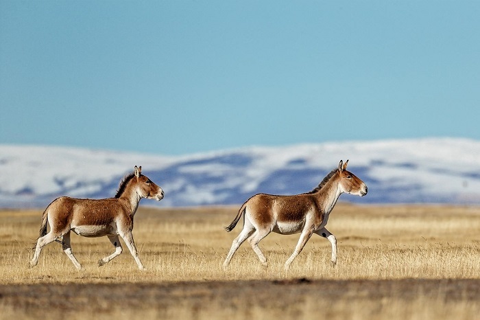 Tibetan Wild Ass