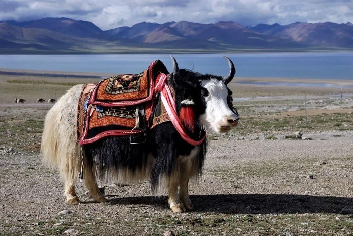 Tibetan yak