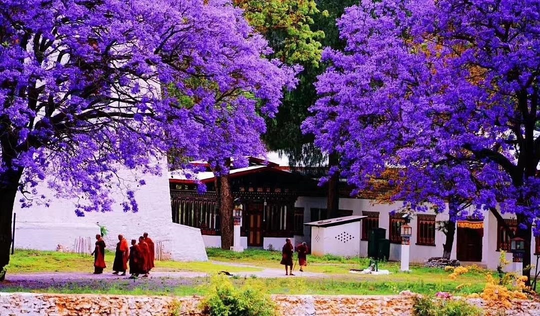 See blue-purple jacarandas in spring.