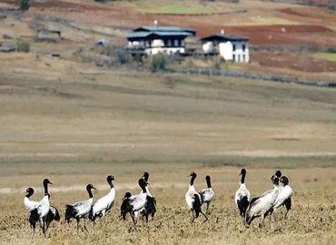 See black-necked cranes at Gangtey in Autumn.