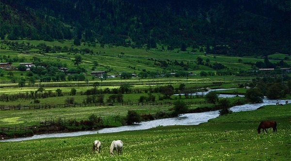 Lulang Forest