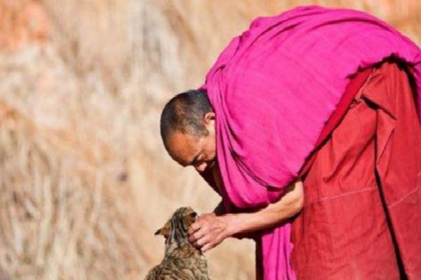 Tibetan monk and a cat