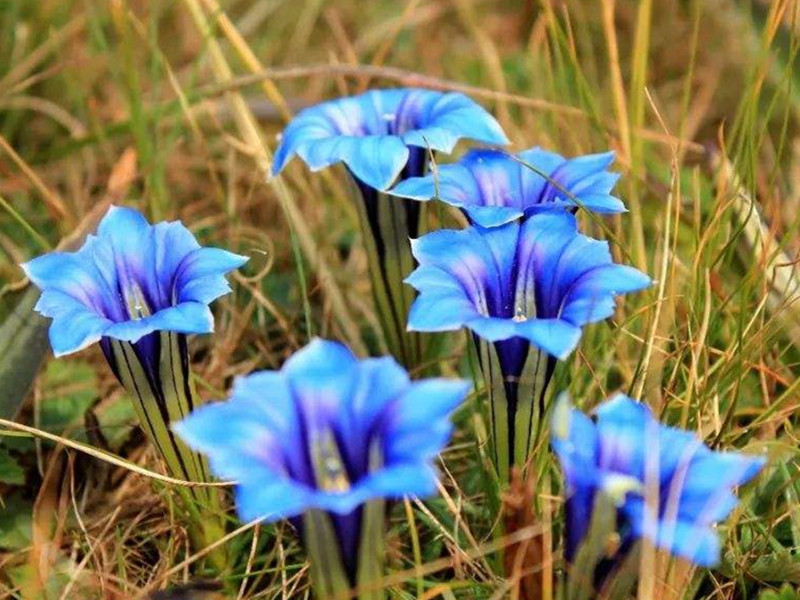 Gentiana veitchiorum