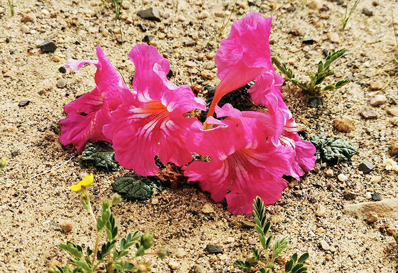 Incarvillea younghusbandii Sprague