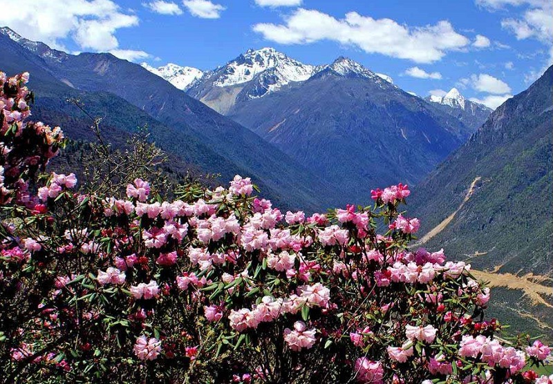 Rhododendron lapponicum