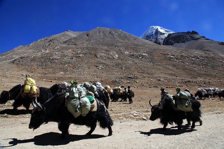 Yaks in Tibet