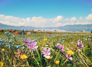 Galsang Flowe is the most representative Tibetan flower.