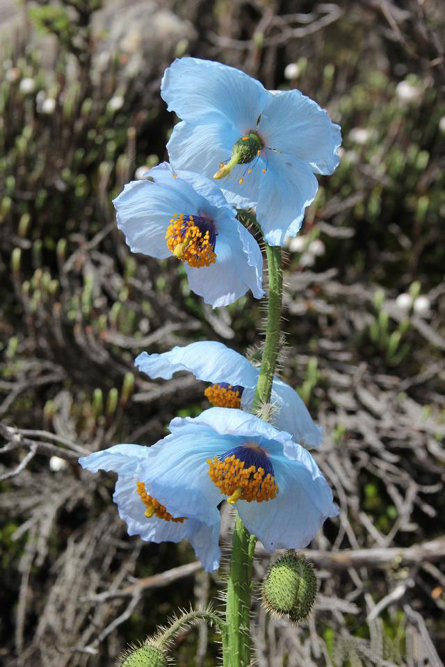 Meconopsis