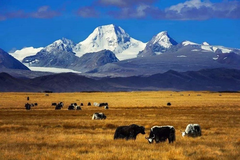 Golden landscape in Chamdo.