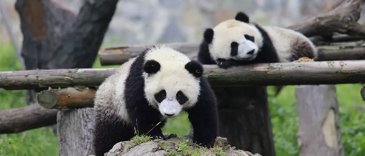 Lovely pandas
