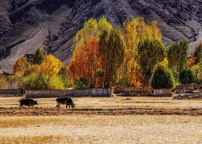 Autumn in Shigatse