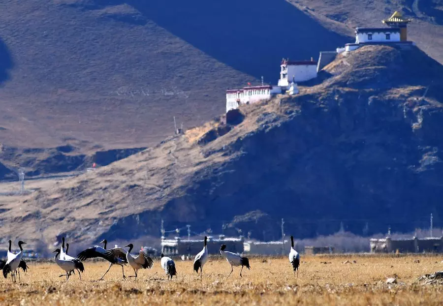 Tibet scenery