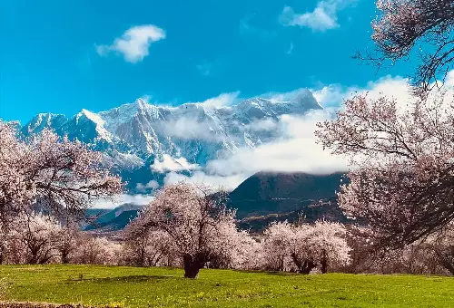 Nyingchi peach blossoms